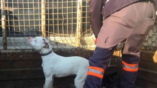 Konyada başıboş pitbull cinsi köpek yakalanarak barınağına götürüldü