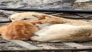 Köpek ve Kedilerin kalpleri ısıtan dostluğu