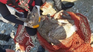 Köpeklerden kaçarken dereye düşen karaca için seferber oldular