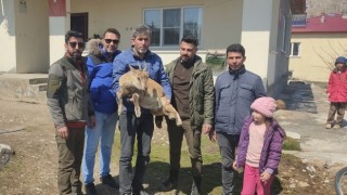 Köpeklerin saldırısından kaçan yavru yaban keçisi eve sığındı