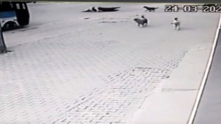 Köpeklerin saldırısından kaçarken aracın altında kalıyordu