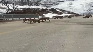 Koruma altındaki dağ keçileri trafiğe indi