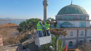 Leylek yuvalarında bahar temizliği