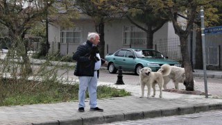 Mahranın ölümüne sebep olan köpekler mahallede korku salmaya devam ediyor