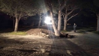 Manisa Büyükşehirden Akhisarda ağaç duyarlılığı