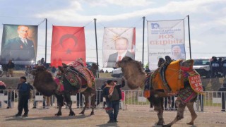 Menemen Folklorik Deve Gösterisinde renkli sahneler