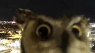 Meraklı baykuş gözlem kamerasını saniye saniye inceledi