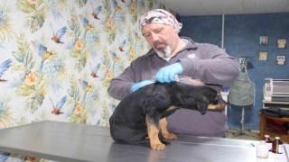 Mersinde köpeğe kan donduran işkence