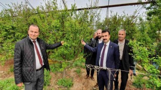 Mersinde örtü altında yetiştirilen erik, üreticinin yüzünü güldürüyor