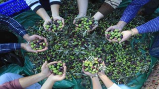 Muğladaki zeytin verimsizliği masaya yatırıldı