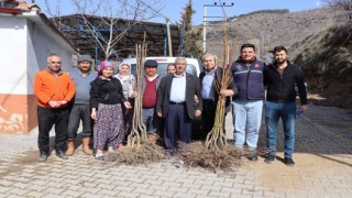 Nazillide 2. etap kestane fidanları dağıtıldı