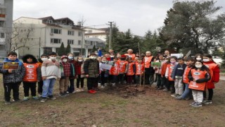 Öğrenciler, kiraz fidanı dikti