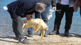 Ölü caretta caretayı görenler şoke oldu