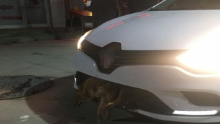 Otomobilin tamponuna çakal saplandı