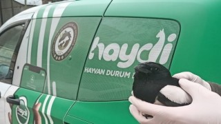 Polisten kargaya şefkat eli