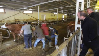 Projenin ilk buzağıları dünyaya geldi, kaymakam doğuma şahit oldu