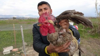 Sahibinin kesmeye kalktığı horoz Anne diye bağırmaya başlayınca kesilmekten kurtuldu