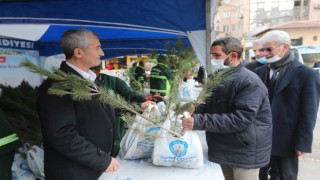 Şahinbeyde 150 bin çam fidanı dağıtıldı