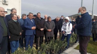 Samsunda zeytin yetiştiriciliği artırılıyor