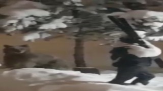 Sarıkamışta boz ayının insan maketiyle sınavı