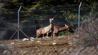 Spil Dağına kızıl geyik salındı