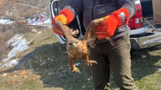 Tedavisi tamamlanan kızıl şahin doğaya bırakıldı