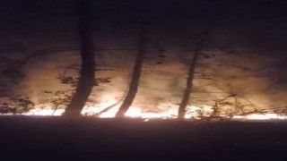 Tekirdağda korkutan orman yangını