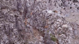 Toros Dağlarındaki dağ keçisi sürüsü dron ile görüntülendi