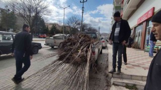 Tosyada çiftçiye yüzde 50 hibeli fidan dağıtıldı