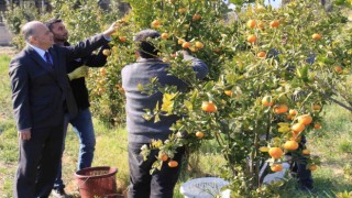 Turunçgilde sezonu uzatacak mandalina çeşidi geliştirildi, hasat başladı
