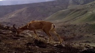 Yaban hayvanlarının görüntüsü sosyal medyada büyük ilgi gördü