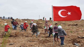 Yanan ormana 200 milyon kızılçam tohumu atıldı, 200 bin fidan dikildi