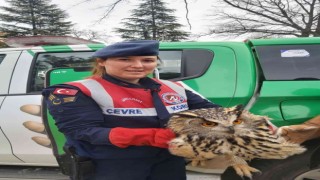 Yaralı olarak bulunan şahin ve puhu kuşu tedavi altına alındı