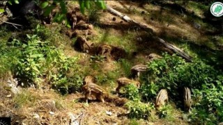 Yavru yaban domuzlarını doğal ortamlarında fotokapan görüntüledi