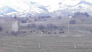 Yem bulmakta zorlanan yılkı atları ovaya indi