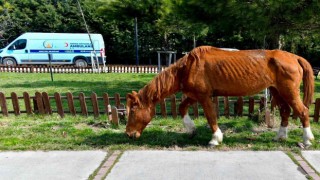 Yerde yatan yaralı atı Esenyurt Belediyesi kurtardı
