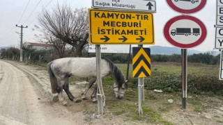 Yol ortasında ağaca bağlı atı görenler şoke oldu