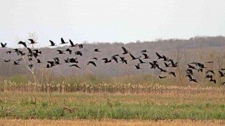 200 türden fazla göçmen kuşa ev sahipliği yapan longozda ilkbahar göçü