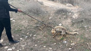 3 metrelik kuyuya düşen tilki kurtarıldı