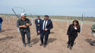 4 bin üzüm fidanı toprakla buluşturuldu