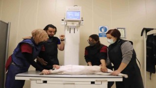 4 binin üzerinde hasta hayvan şifa buldu