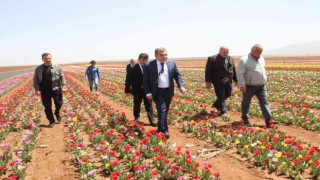 Açan laleler tarlayı renk cümbüşüne çevirdi