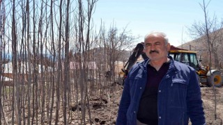 Adilcevaz ekonomisine ceviz fidanı katkısı