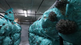 Afyonkarahisarın o ilçesi istiridye mantarının üretim merkezi oldu
