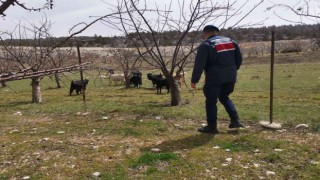 Ahırdan kaybolan keçi ve koyunlar jandarma tarafından bulundu