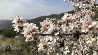 Aksekide badem ağaçları çiçek açtı