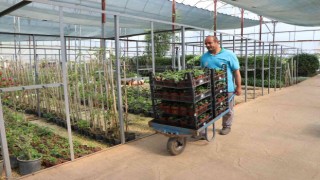 Alanya Belediyesi 29 mezarlıkta 62 bin çiçek dağıtacak