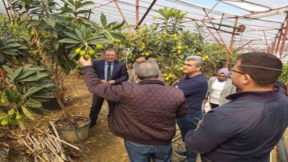 Alanya yenidünyasında ilk kez örtü altı hasat heyecanı yaşandı