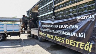 Ankara Büyükşehirden üreticilere sebze fidesi desteği