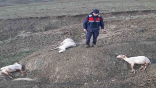 Ankarada 58 küçükbaş hayvan fırtına ve dolu nedeniyle telef oldu